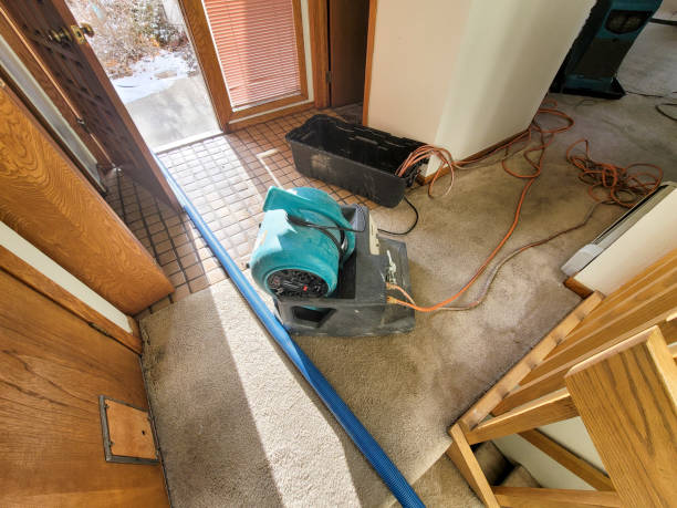 Best Mold removal after water damage  in Progress, PA